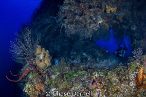 "The Swim Through" 
A Diver tunes in for some macro shoo... by Chase Darnell 